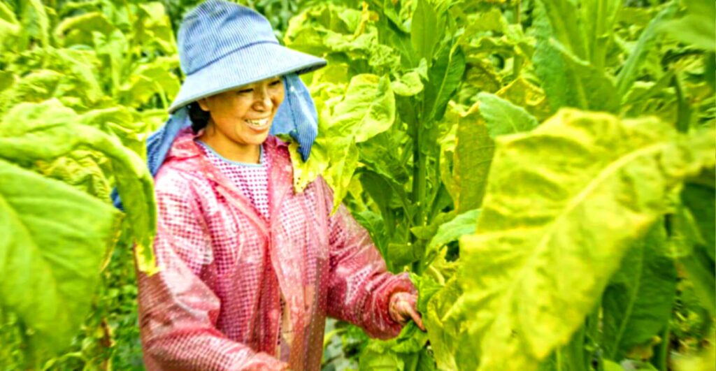 Китайские табачные фермеры тщательно ухаживают за своими процветающими табачными полями