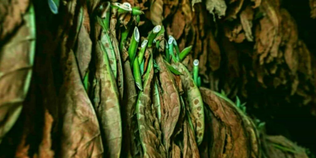 Завораживающее зрелище тщательно вылеченных табачных листьев, ожидающих своего превращения