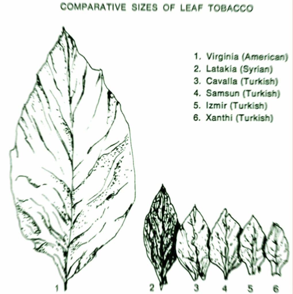 Столкновение титанов: Восточный табак против листового конкурента